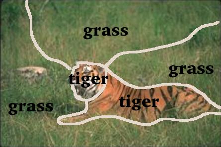 Tiger Labeled